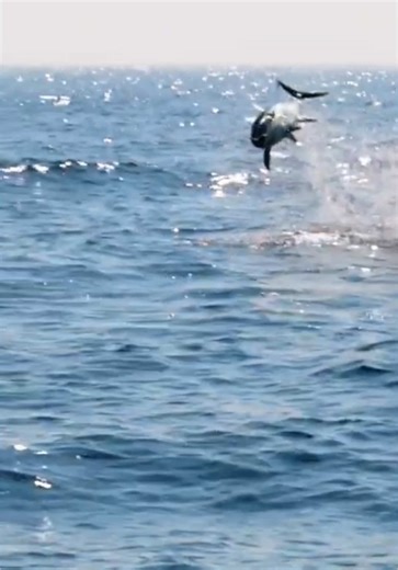 Ultimate Guide to Yellowfin Tuna Fishing Techniques