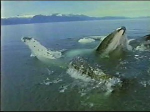 PBS Nature "Humpback Whales" full episode 2000