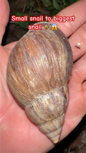 Small snail to Big snail 🐌😱(The life cycle of a snail)🐌 #shorts #shortvideo #wildlife #insects