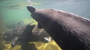 File:White Sturgeon.webm - Wikimedia Commons