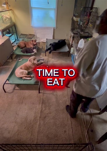 Dog Training: Dinner Time Etiquette & Commands