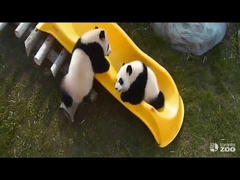 Toronto Zoo Giant Panda Cubs Play On Slide