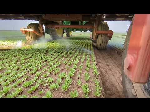 High Density LaserWeeding