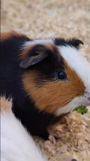 The Cutest Tiny Animals That Will Brighten Your Day