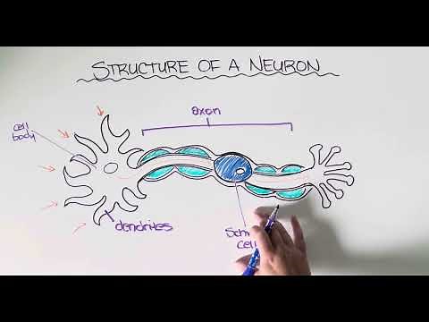 Structure of a Neuron