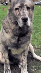 Cute Creatures on Reels