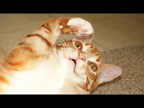 8 Signs Your Cat is an Alien