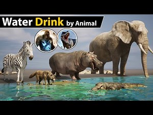 Water Drink per day by Animal | Godzilla | King Kong | Dinosaur |
