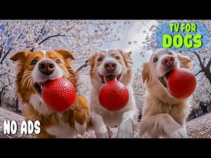 12 HOURS of Dog TV for Dogs to Watch 🐶 Dog Entertainment 🐶 Calm Videos for Dogs with Anti-Anxiety