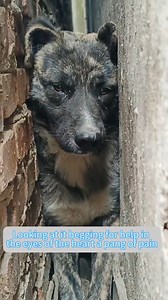 Cute Creatures on Reels