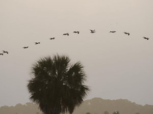 Comment les oiseaux volent-ils ? Des chercheurs révèlent un phénomène aérodynamique jusqu'alors inconnu