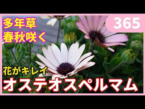 How to Grow Osteospermum by Gardening Channel 365 Gardening Beginner