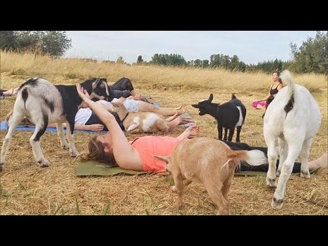 Goat Yoga, the latest craze