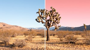 Instantly Swap Colors in Your Photos With BeFunky’s Replace Color Tool