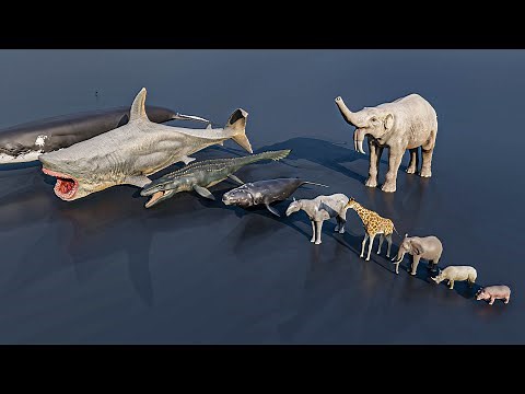 Small - Big Animal Size Comparison #animals #animation