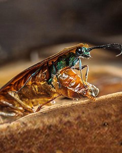 How do Alien Jewel Wasp larvae burst out of other animals? #CrazyCreatures | Crazy Creatures