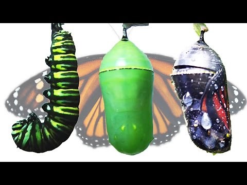 Monarch Butterfly Metamorphosis Time-lapse FYV