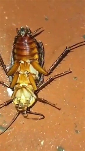cockroach dead by urban expert 😂#pestcontrol