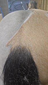 Fix up look sharp 😎 #equestrian #grooming #horse | Jillian Scott The Clipper Queen