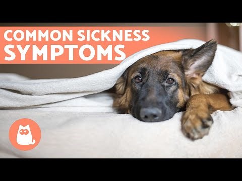 6 Most Common WARNING SIGNS Your Dog is SICK 🐶