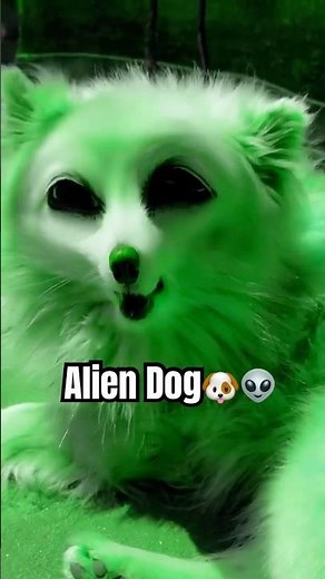 Sunbathing Alien Dog 🐶👽☀️ #dogshorts