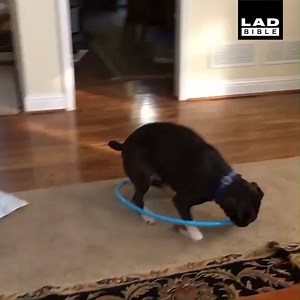 "I think my dog has mastered the hula-hoop" 😂😂 | LADbible