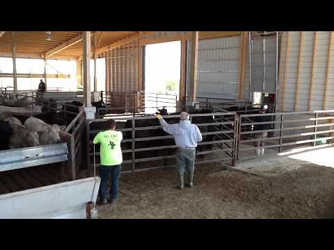 Loading Cattle