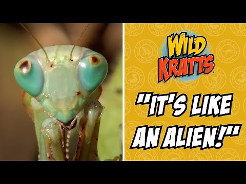 "It's like an ALIEN?!" | Wild Kratts "Praying Mantis"