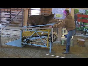 How to Use a Goat Treadmill