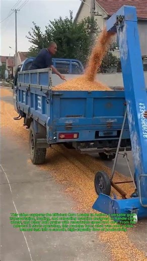Efficient Corn Loader in Action: Grain Transportation Loading & Unloading Machine Wheat & Corn