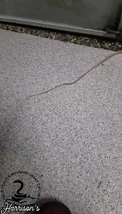 Sarah relocating a carpet python from mudgeeraba | Harrison's Gold Coast and Brisbane Snake Catcher