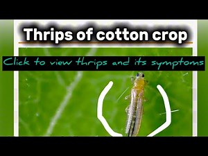 Thrips Attack on Cotton Crop| Symptoms, Identification & Damage Explained