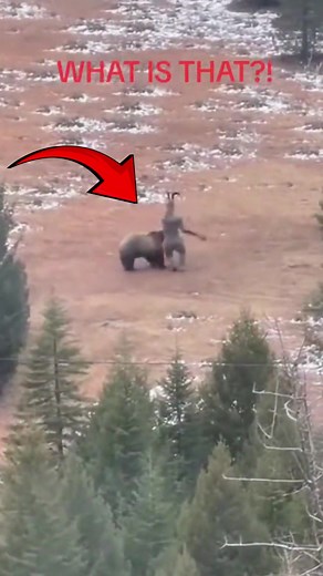 ¿Qué está peleando con el oso? ¡Increíble revelación!