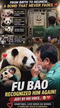 Fu Bao Recognized Him Instantly! 😭#shorts #panda #viral
