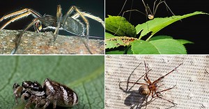 9 common spiders found in and around Ireland's homes