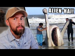 Riesiger ALIEN-HAI gestrandet! - Ist er echt? | 10 gefangene Seemonster | Robert Marc Lehmann