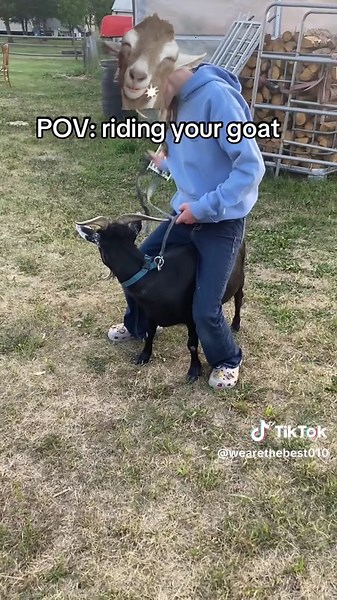 POV: Riding Your Goat - Equestrian Fun