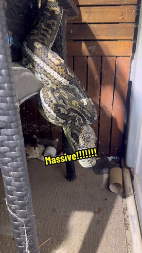 Beautiful Coastal Carpet Python Found at Front Door