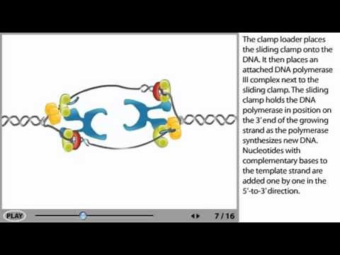 DNA Replication Animation - initiation, elongation and termination