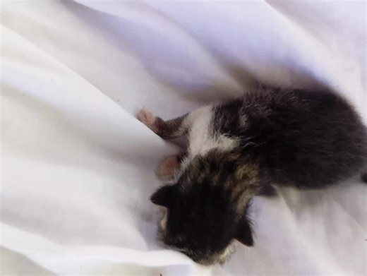 alien cat (@alien_cat224)’s videos with original sound - to.kenanan