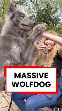 MASSIVE WOLFDOG! #wolfhybrid #direwolf #wolfdog #bluewolf