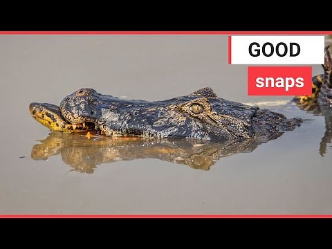 Epic battle between a crocodile and anaconda | SWNS TV