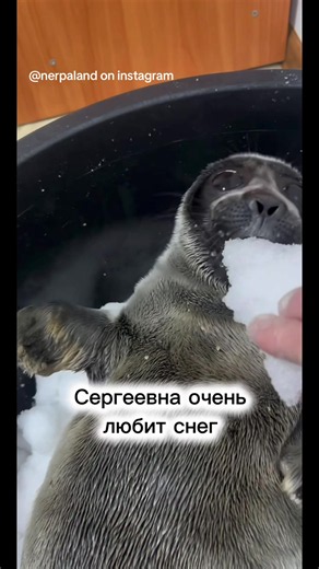 Baikal seal named Sergeevna rescued by a lady that rehabilitates her, on her instagram @Nerpa-Land . . . #seal #baikal #cute #animal #sealtok