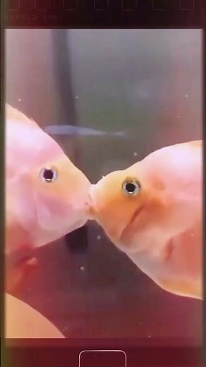 kissing video of fish love movement in aquarium