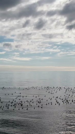 Cape Cod is known for its picturesque beaches. Some of the most beautiful beaches on Cape Cod include: Coast Guard Beach: Located in Eastham, it's known for its pristine shoreline and dunes. Nauset Beach: Also in Eastham, it offers stunning views and is great for surfing. #capecod