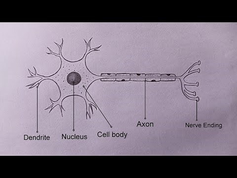 How to Draw Neuron Diagram Easily Class 10 / Structure of Neuron Drawing / Nervous System