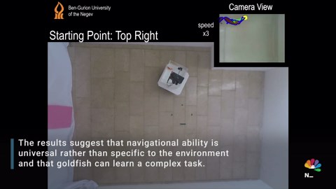 Israeli scientists teach goldfish to drive a robotic car on land
