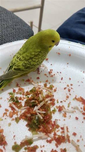 sql is enjoying the new food #blackfacebudgie