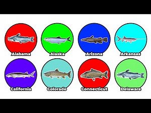 Biggest Fish Ever Caught in Every State Explained