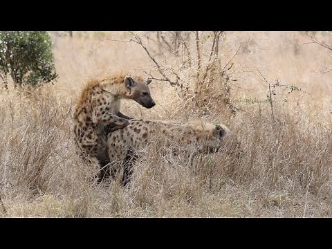 HYENAS mating and LION cubs.